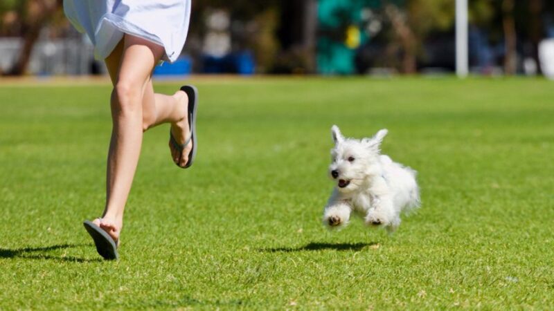 Why Your Dog Should Get A Dog Run