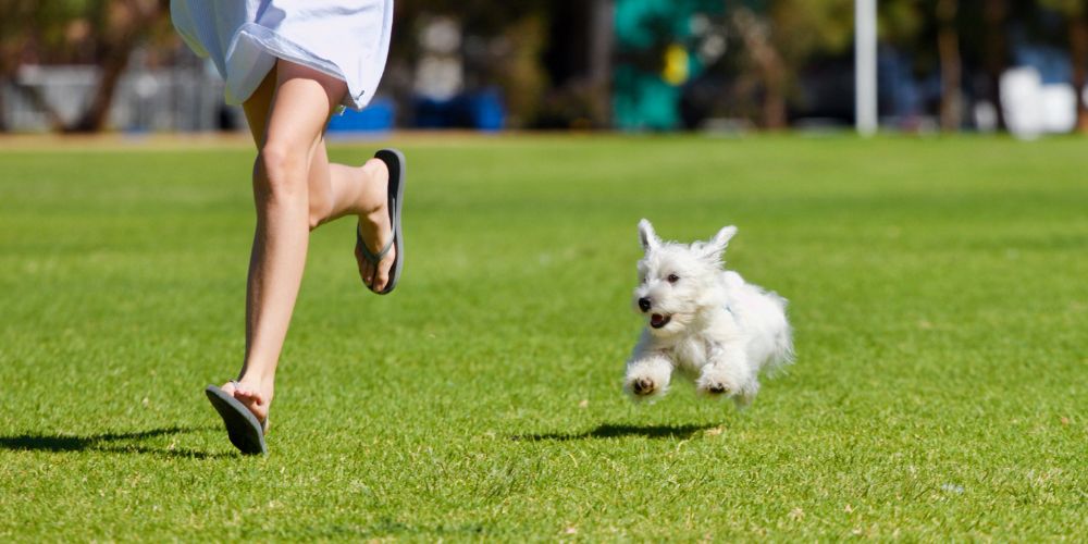 Why Your Dog Should Get A Dog Run