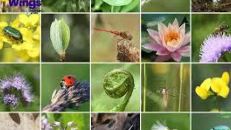 What Is Biodiversity and Why Is It Important For Human Lives in 2025